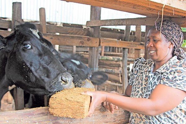 Feed block: compressed biscuits for animals