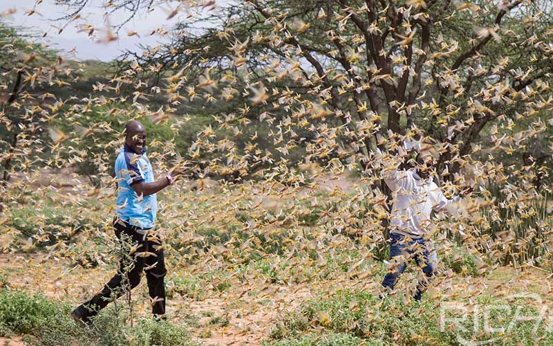 Desert locust outbreak prioritised over Covid-19 