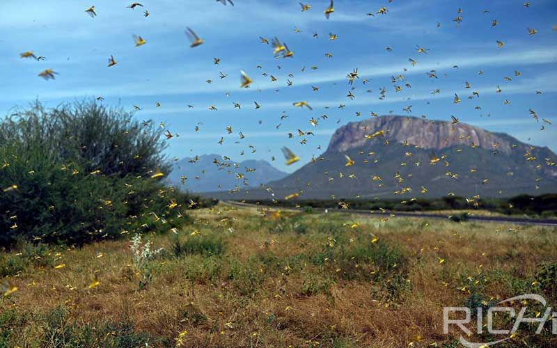 Desert locust outbreak prioritised over Covid-19 