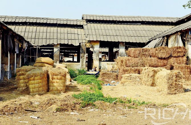 The cattle owners want the government to allow inter-state cattle fodder trucks to ply. Pics/Rane Ashish