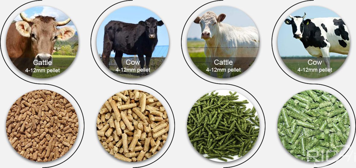 cattle feed plans: what do beef cattle need to eat