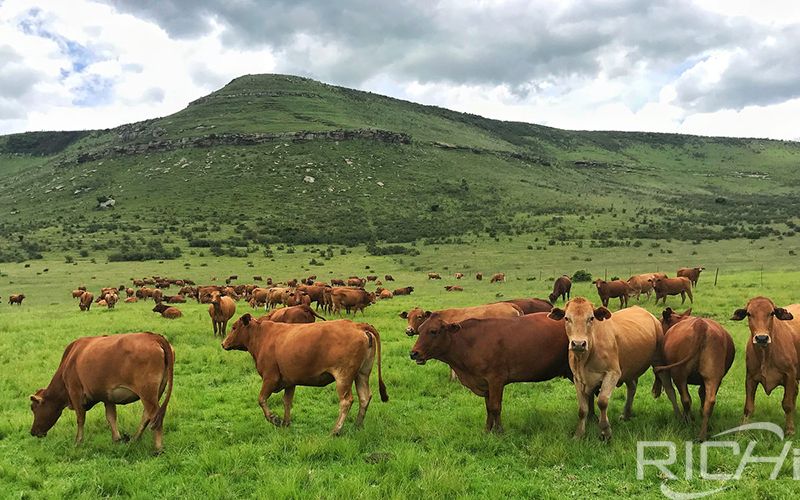 cattle feed plans: importance of good pasture?