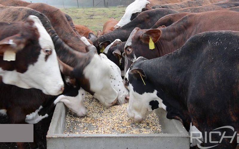  Gǔwù wèiyǎng niú 5/5000 Grain feeding cattle
