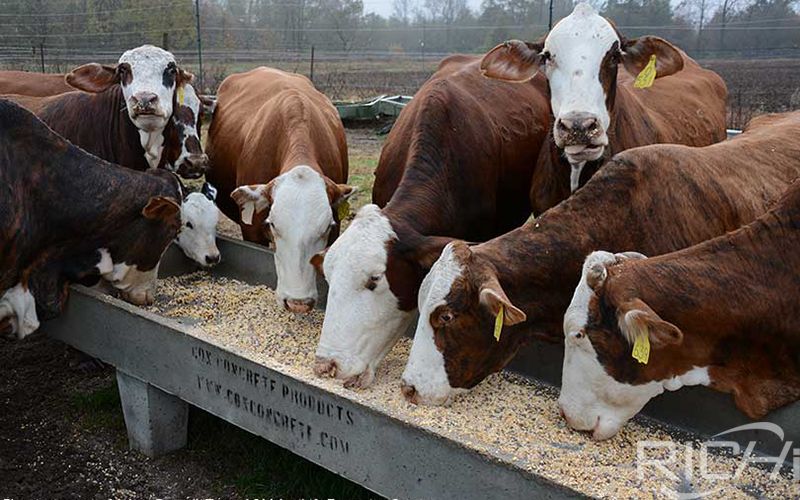 Cattle eat pellets