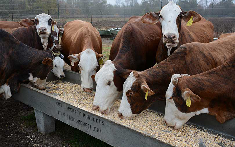 Cattle Eat Feed Pellet