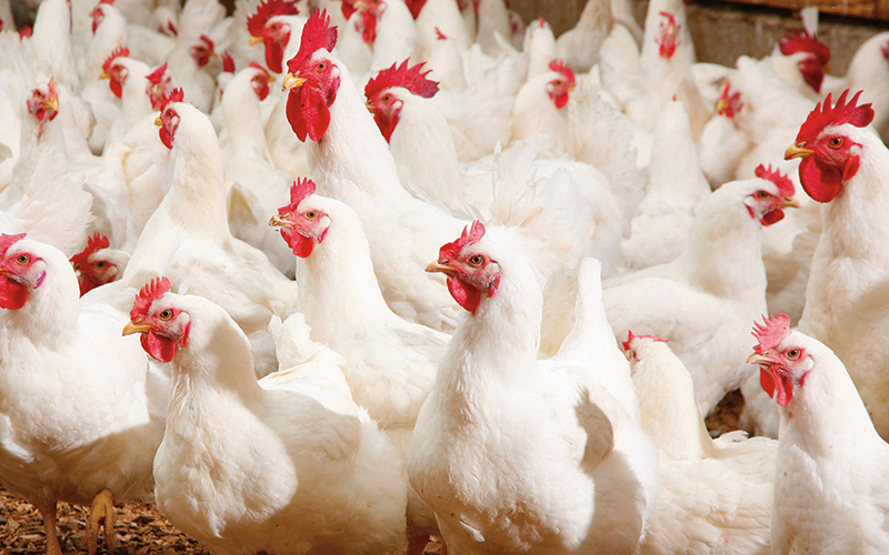 300,000 Chickens In Chicken Farms Need Feed Pellet Production Line Equipment