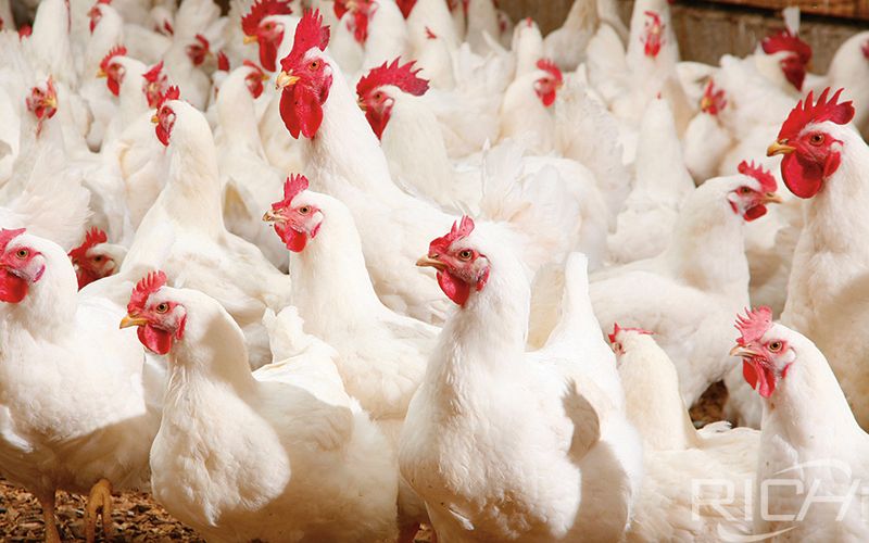 Farm 600,000 Chickens