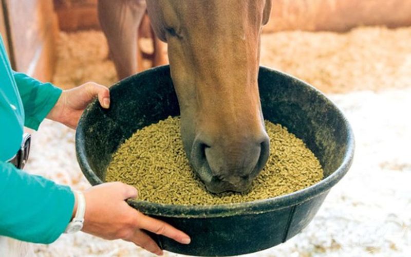 How to Make Horse Feed Pellets