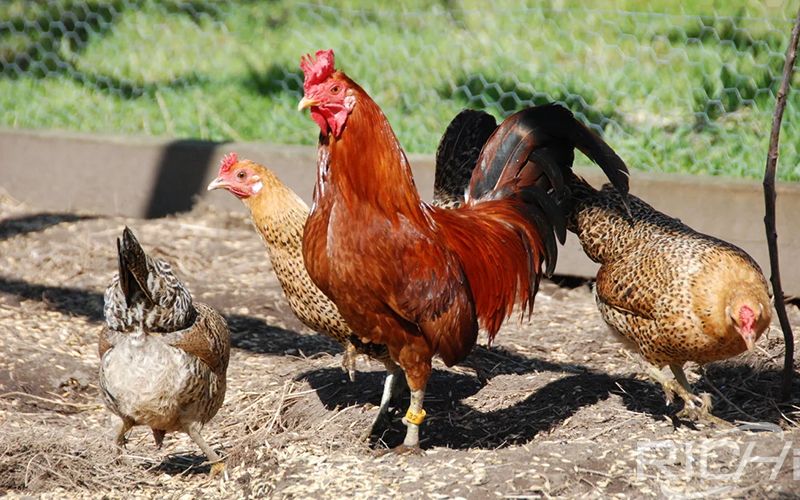 Poultry Feed Production Line