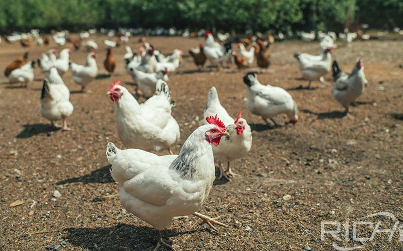 poultry feed pellet production line