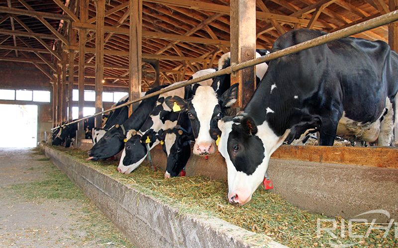 Cattle Feed Production Line With An Annual Output Of 30000 Tons