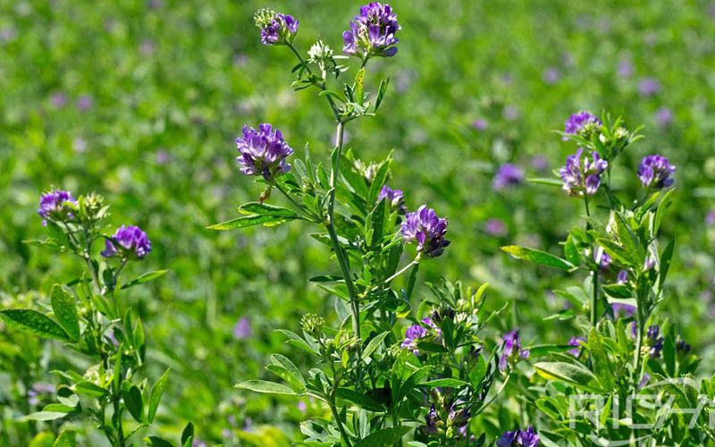 Alfalfa