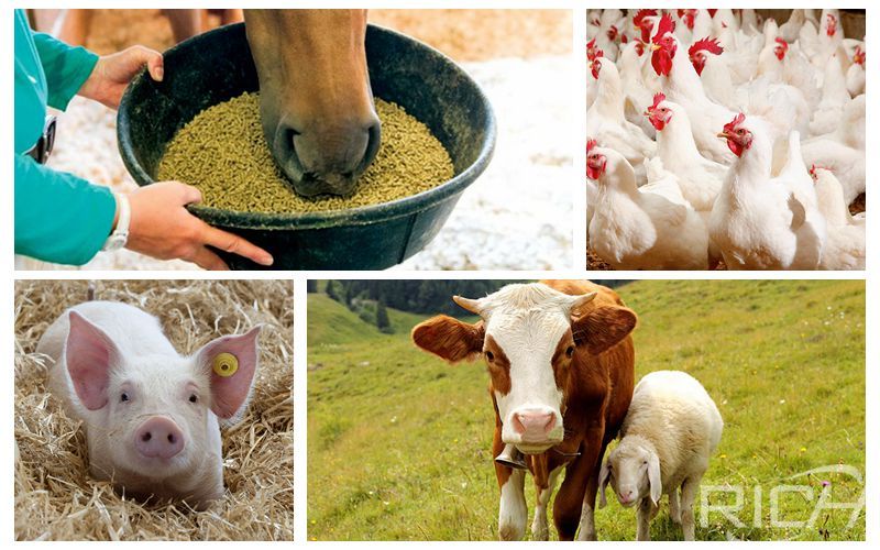 20t/hr Livestock Feed pellet Mill CIF Cost Price
