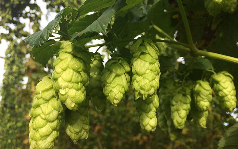 Golding hops