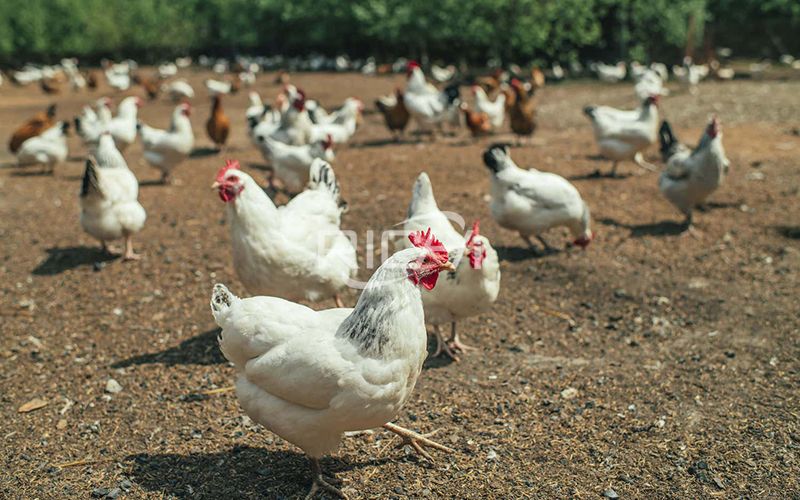 Poultry Feed Production Line