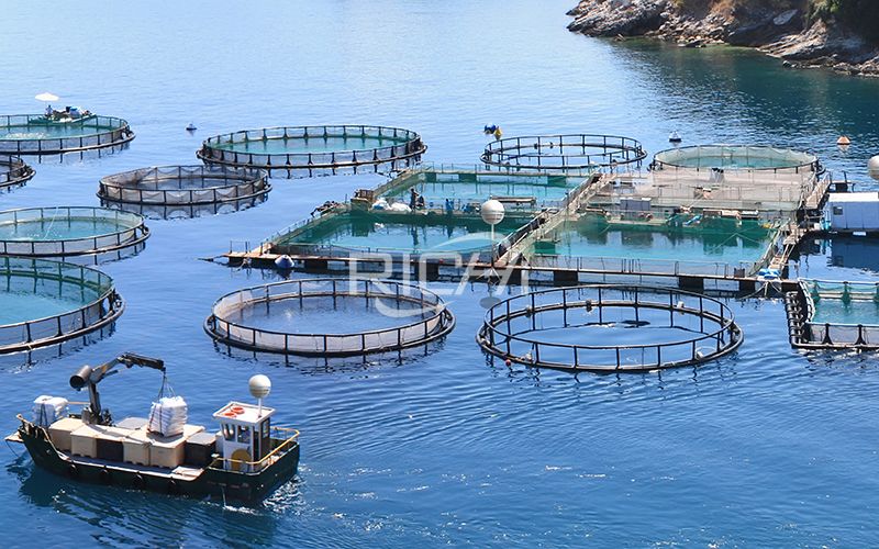 Tilapia And Shrimp Feed Pellet Machine Production Equipment For Peru's Aquaculture Industry