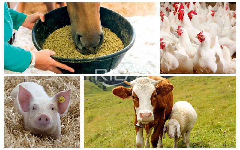 Russian Banned The Import Of All Livestock Feed Additives From The Netherlands