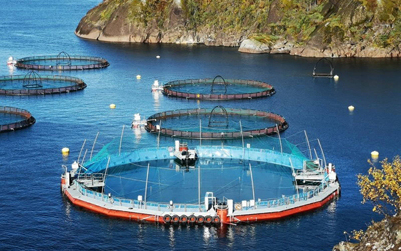 Fish farm