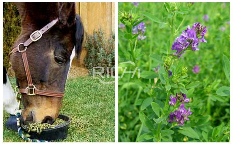 Can the Alfalfa Pellets Produced by the Feed Pellet Machine Be Fed to Horses?