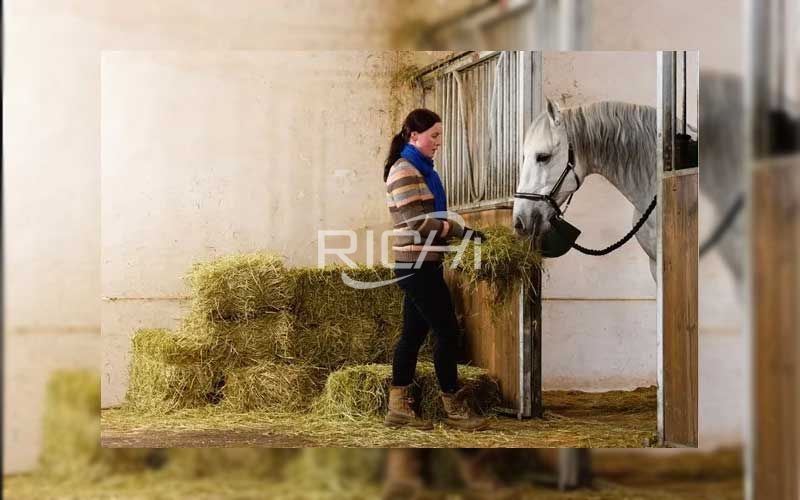 Which Horses Benefit From Alfalfa?