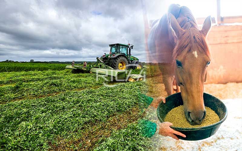 French Alfalfa Grown as High-protein Horse Feed