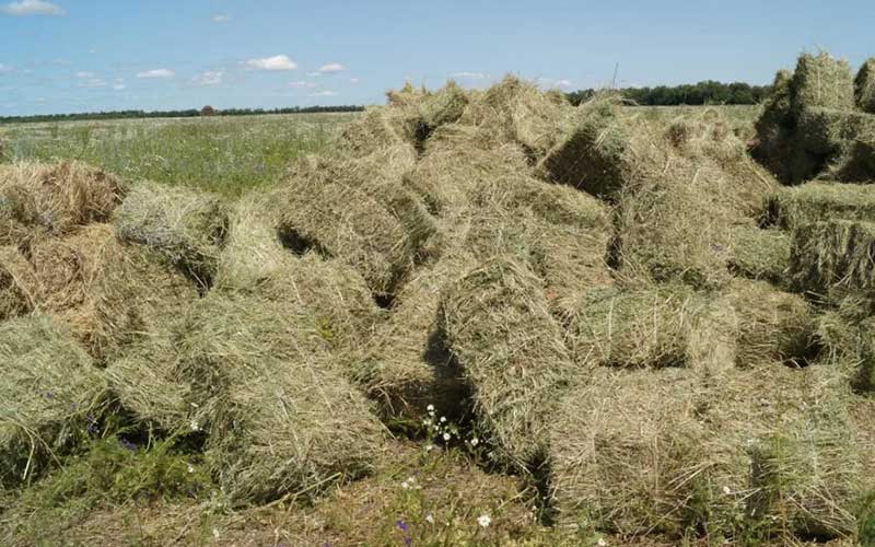 Cube Alfalfa