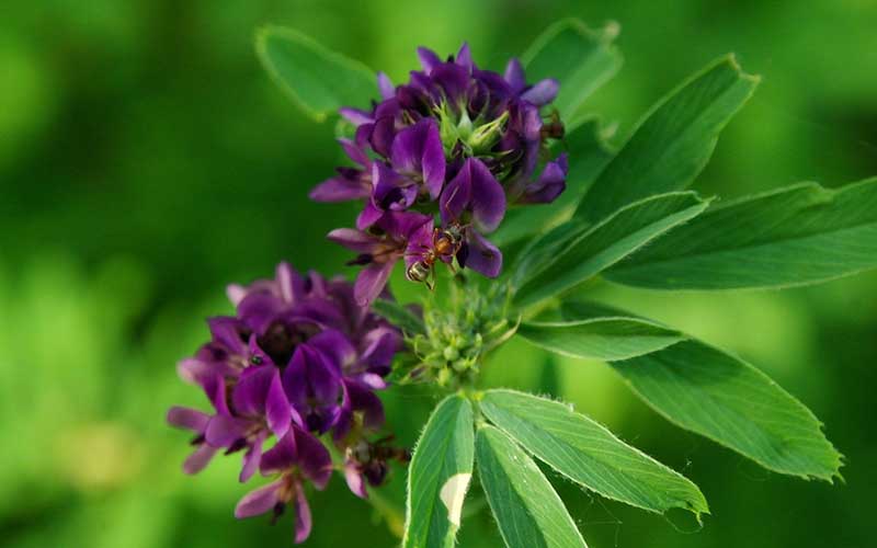 Planting and Feeding Drought-tolerant Alfalfa