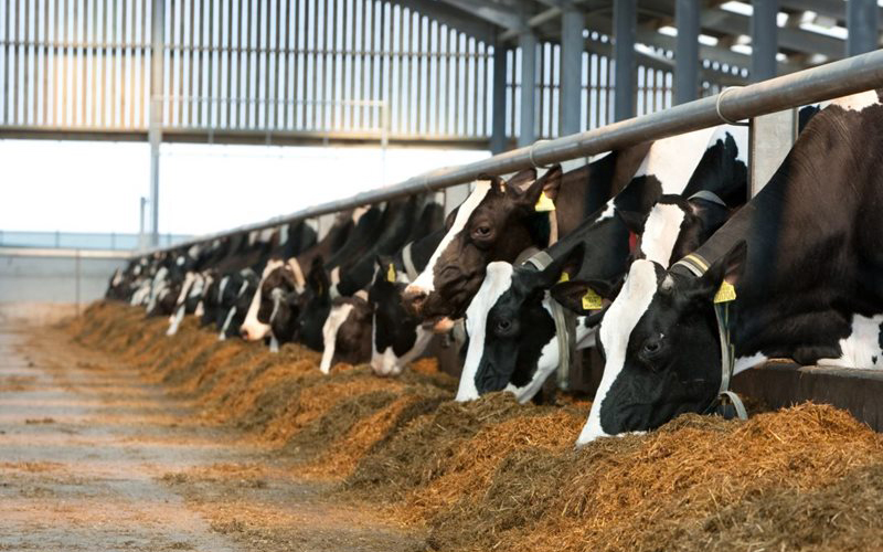 Feeding Rules for Dairy Cows
