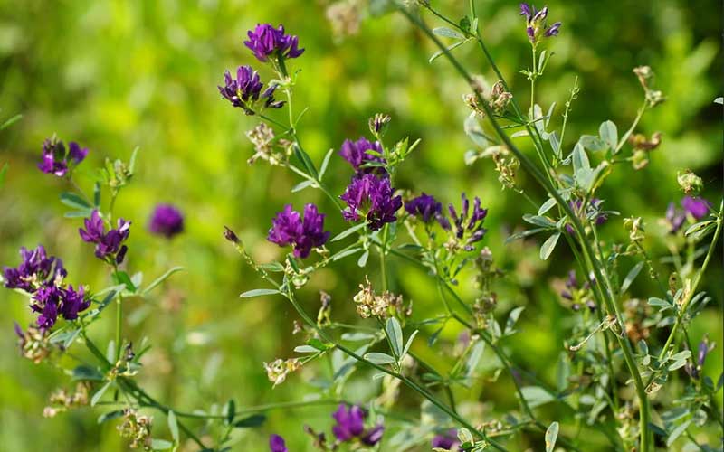 The Benefits of Growing Lucerne Alfalfa to Dairy Cows