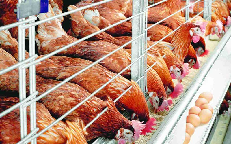 Poultry farm