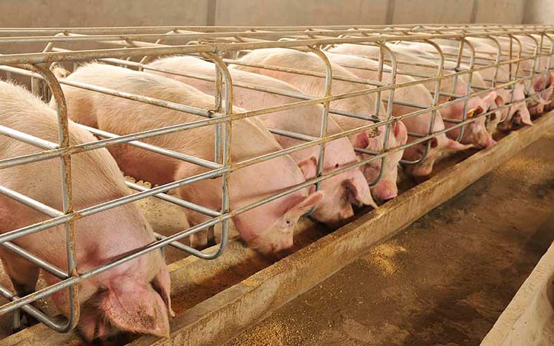 How to Solve the Problem of Feed Cost in Large Pig Farms