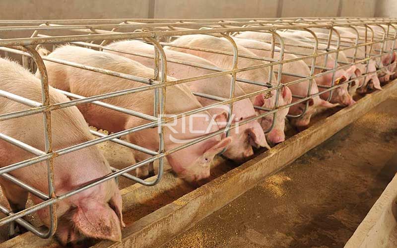 22 T/h Pig Feed Pellet Protuction Line