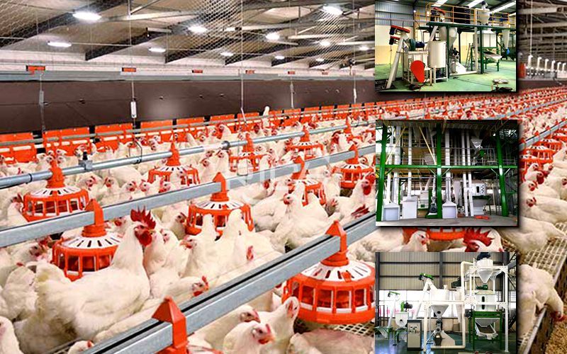 4 Million Chickens Build a Feed Pellet Production Line