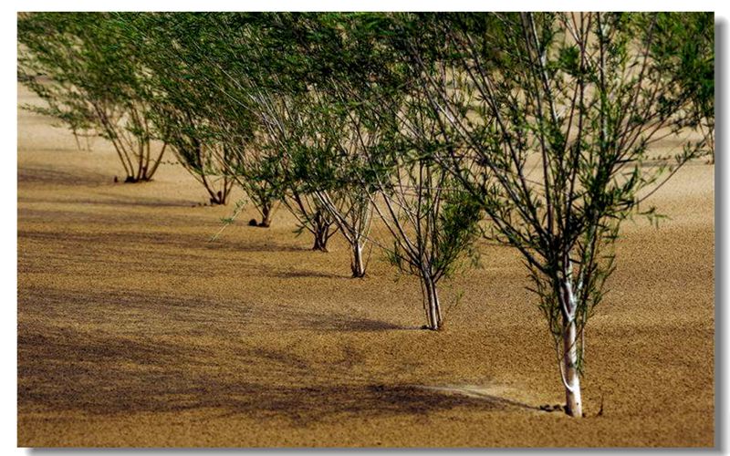 Gansu Biomass Pellet Plant With an Annual Output of 10,000 Tons of Salix Pellets