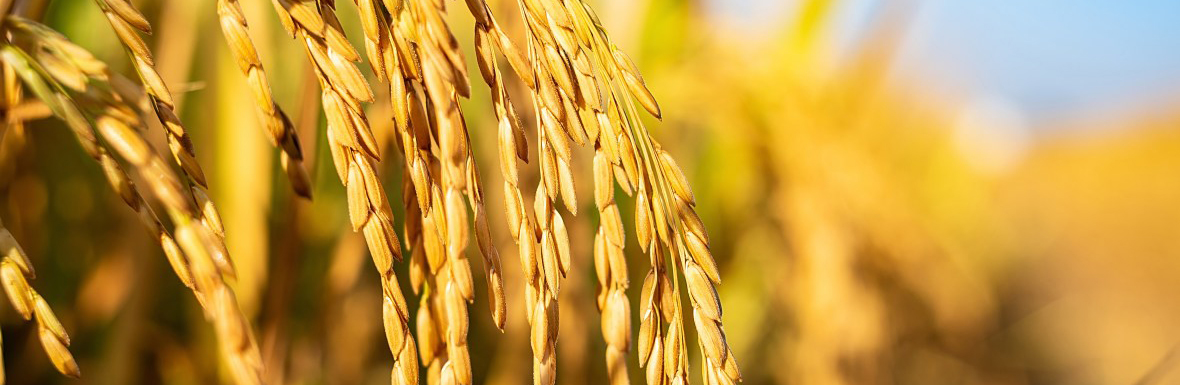 rice husk pelet machine rice husk pellet machine troubleshooting
