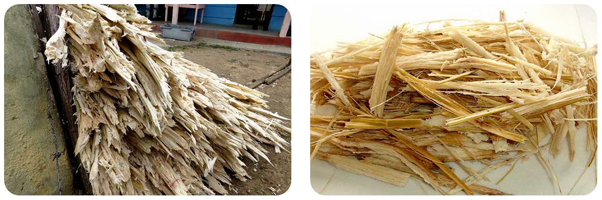 Sugarcane Bagasse