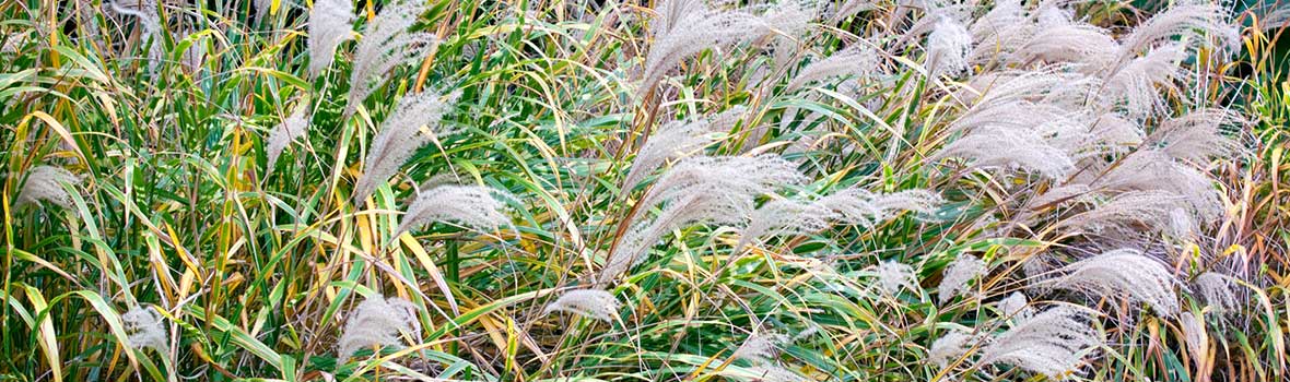 Elephant Grass