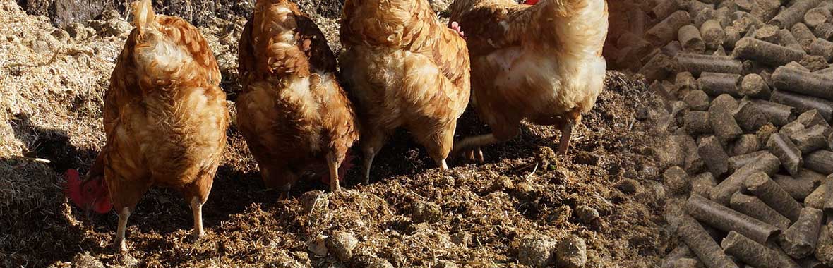 Chicken manure