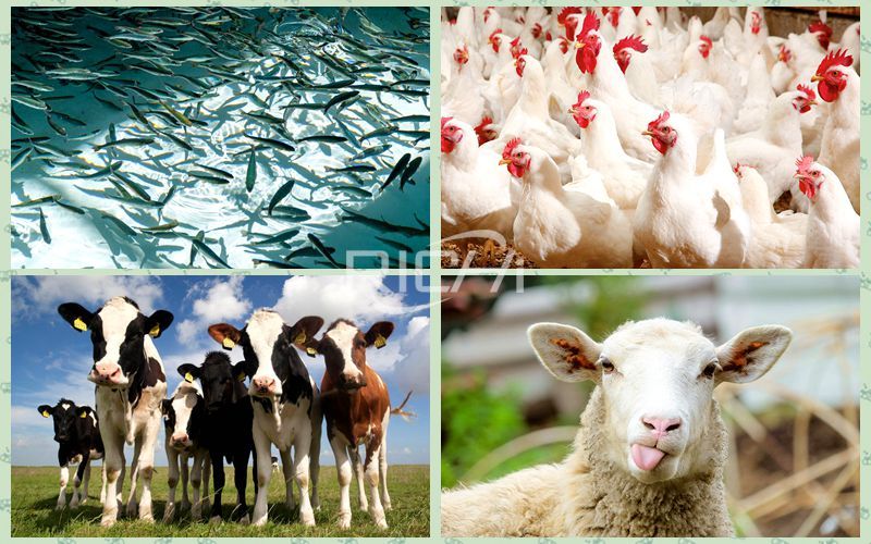 Ruminant aquatic and poultry 