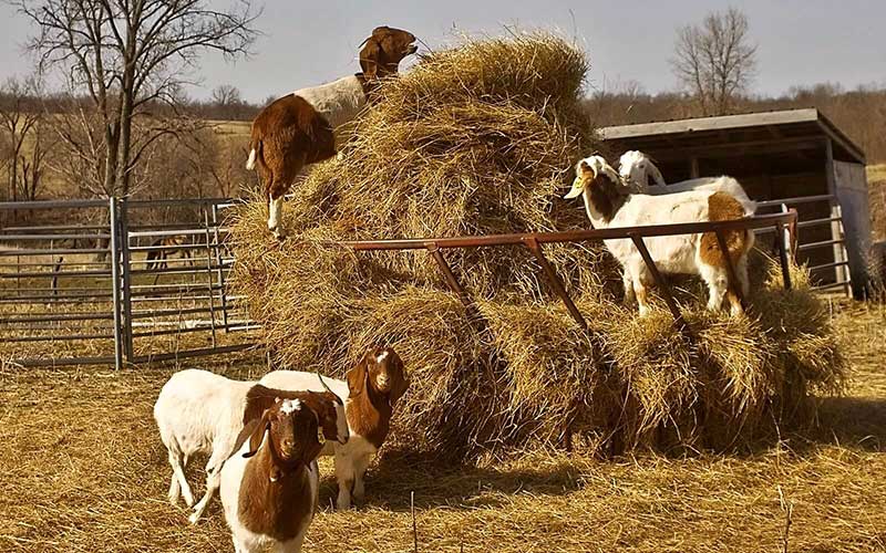 Sheep eat straw