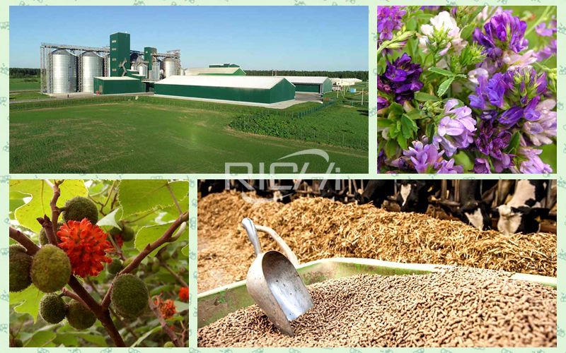 New 100 Thousand Tons Annual Processing Plant of Alfalfa Broussonetia Papyrifera Feed