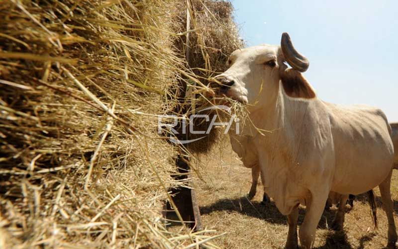 cattle eat straw