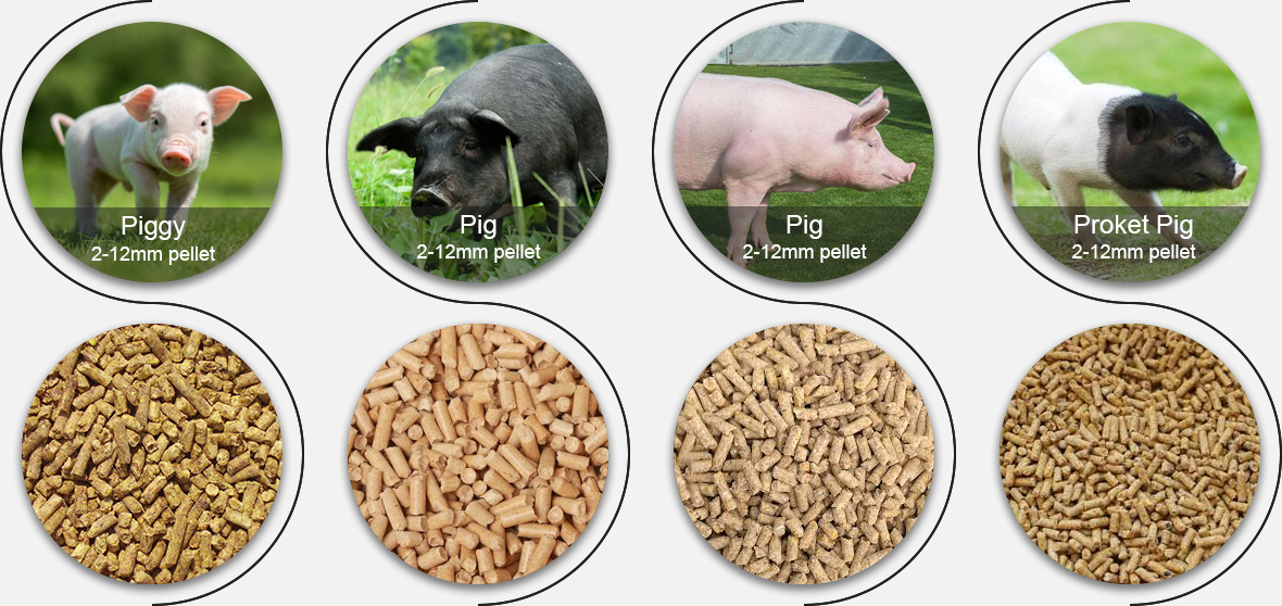 Pig and pig feed