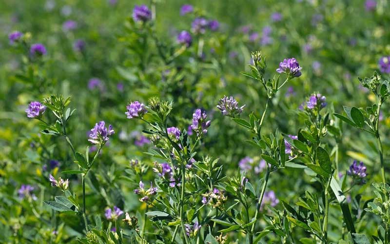 Alfalfa capital