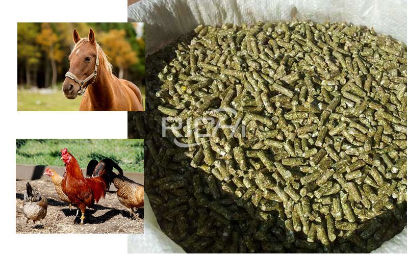 Can Horse Chicken Eat Alfalfa Pellets