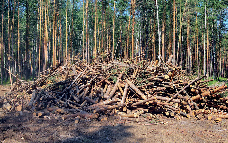 Waste Wood