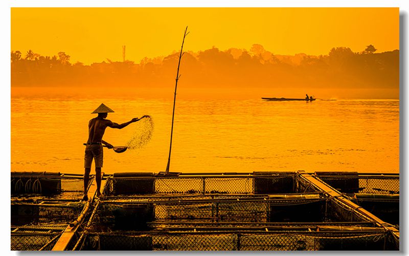 Fishermen feeding fish feed pellets