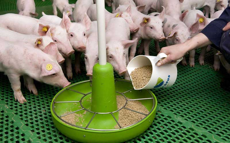 Pigs eat feed pellet
