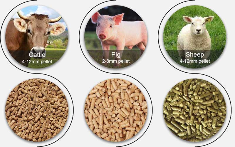 Pigs, cattle, sheep and feed pellets