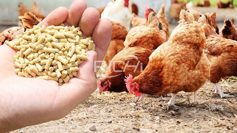 chicken and feed pellet